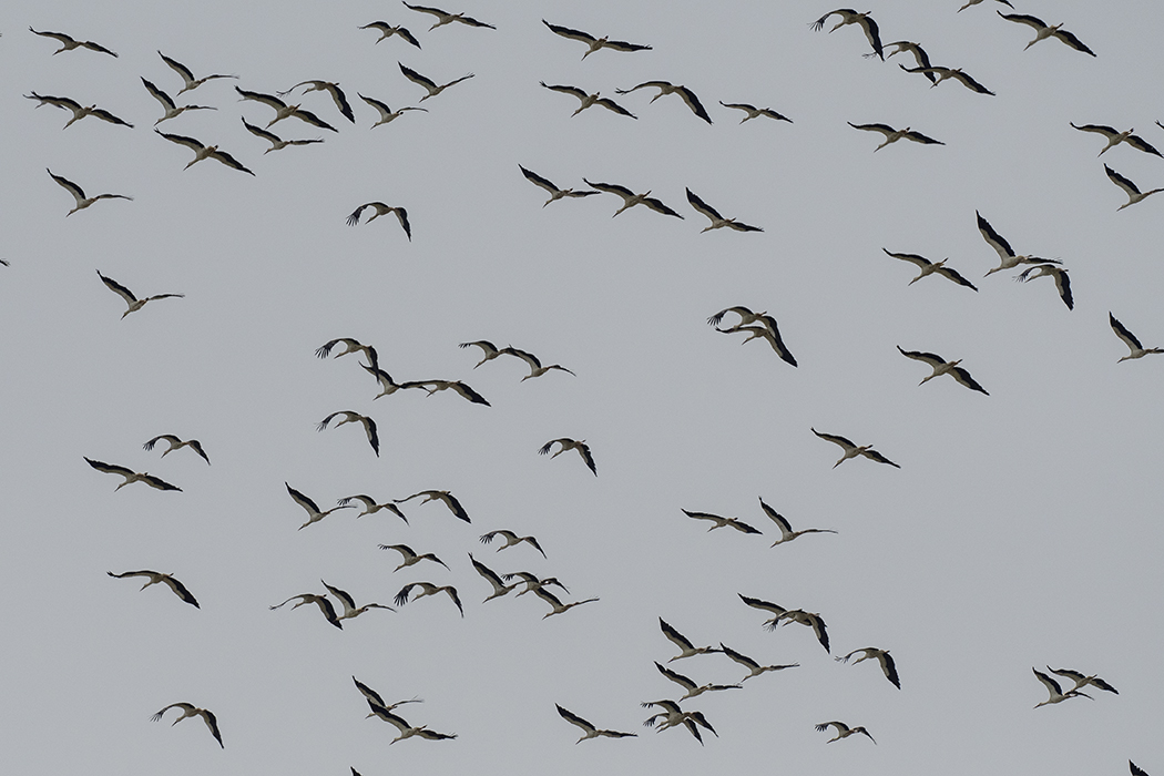 White Stork